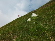 39 ecco l'anemone narcissino !